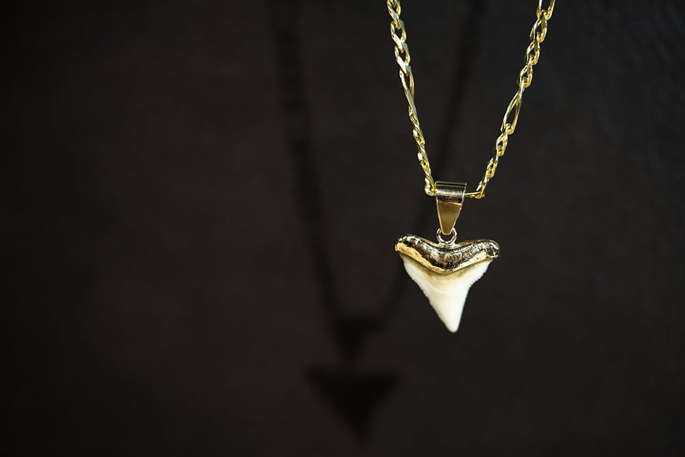 Gold necklace featuring a white shark tooth pendant with a polished gold cap, suspended from a gold link chain against a dark, moody background